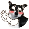 Husky divertido 5