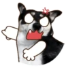 Husky divertido 7
