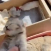 Gatos bebês 8