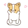 Corgi dog 7