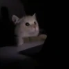 Gatos bebês 9