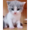 Gatos bebês 11