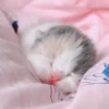 Gatos bebês 12