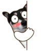Husky divertido 9