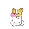 Corgi dog 12