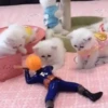 Gatos bebês 13