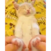 Gatos bebês 14