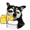 Husky divertido 11