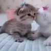 Gatos bebês 15