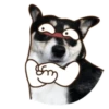 Husky divertido 14