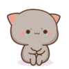Mochis cat 12