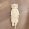 Gatos bebês 17