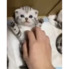 Gatos bebês 18