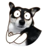 Husky divertido 16