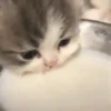 Gatos bebês 19