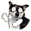 Husky divertido 17