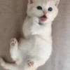Gatos bebês 20