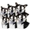 Husky divertido 19