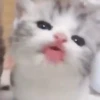 Gatos bebês 21