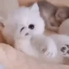 Gatos bebês 22
