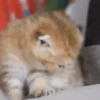 Gatos bebês 23