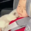 Gatos bebês 24