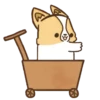Corgi dog 19