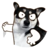 Husky divertido 20