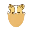 Corgi dog 20