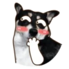 Husky divertido 21