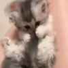 Gatos bebês 25