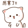 Mochis cat 21