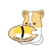 Corgi dog 22