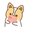 Corgi dog 24