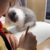 Gatos bebês 28