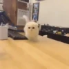 Gatos bebês 29