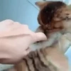 Gatos bebês 30