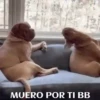 funny pets mov. 5