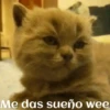 funny pets mov. 6