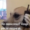 funny pets mov. 7