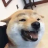 funny pets mov. 8