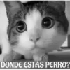 funny pets mov. 10