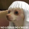 funny pets mov. 14