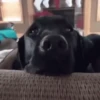 funny pets mov. 15