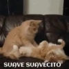 funny pets mov. 17
