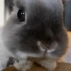 funny pets mov. 18