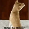 funny pets mov. 20
