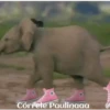 funny pets mov. 21