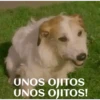 funny pets mov. 22