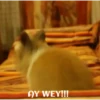 funny pets mov. 23